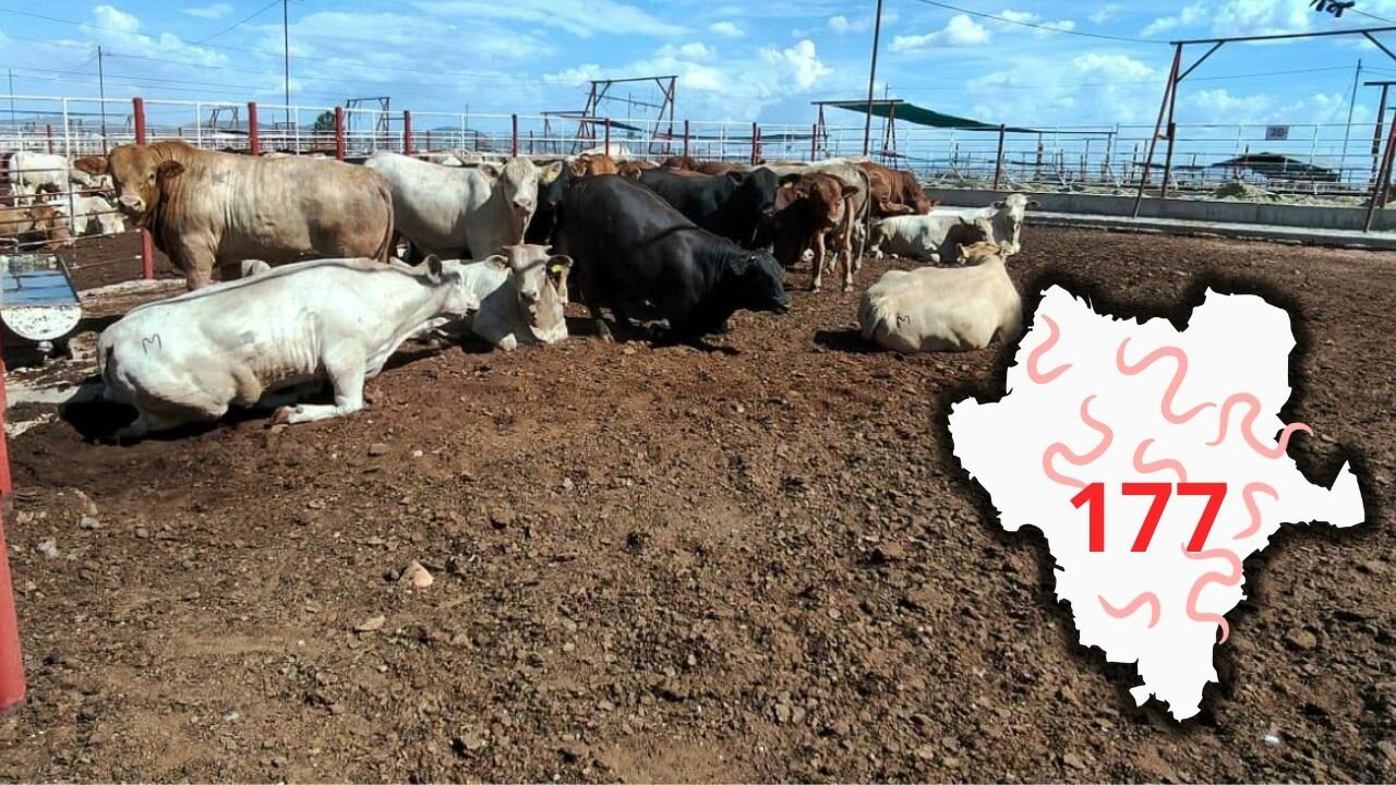 Durango reporta 49 casos activos de gusano barrenador, sumando 177 acumulados hasta agosto de 2026